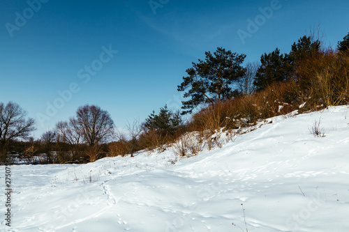 Snowy landscape with footprints and trees against blue sky © Freepik