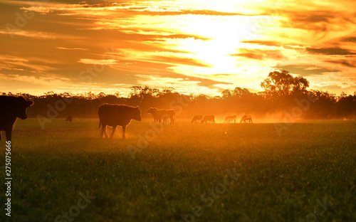 Cattle grazing on green pastures backlit by the sun.