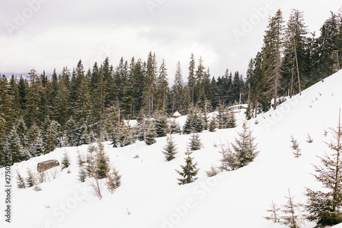 Beautiful winter landscape with coniferous trees