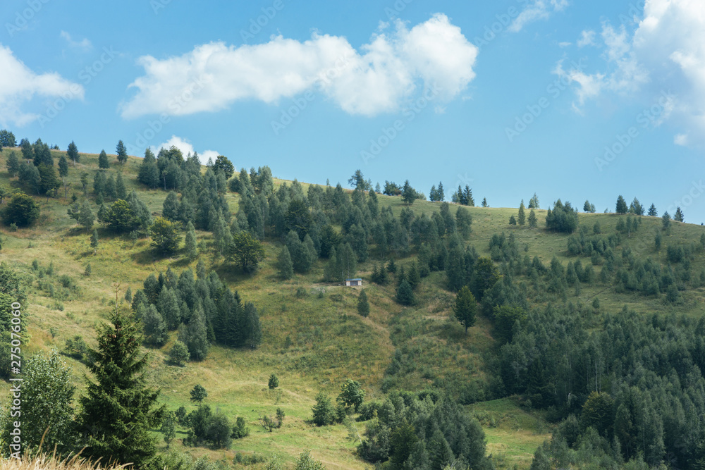 Forests of evergreen coniferous trees on mountain landscape