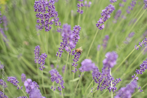 Einzelne Biene auf Lavendelblüte trinkend saugend Kopf in der Blüte von der Seite