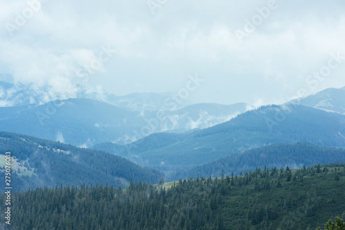 Fir forest in the green mountains
