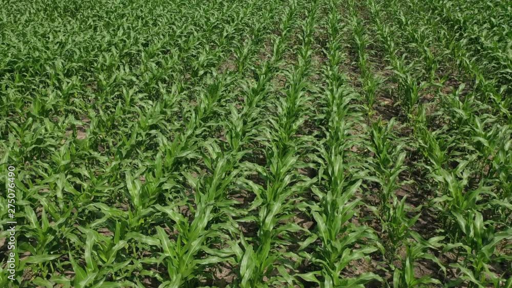 maize_field maize_field