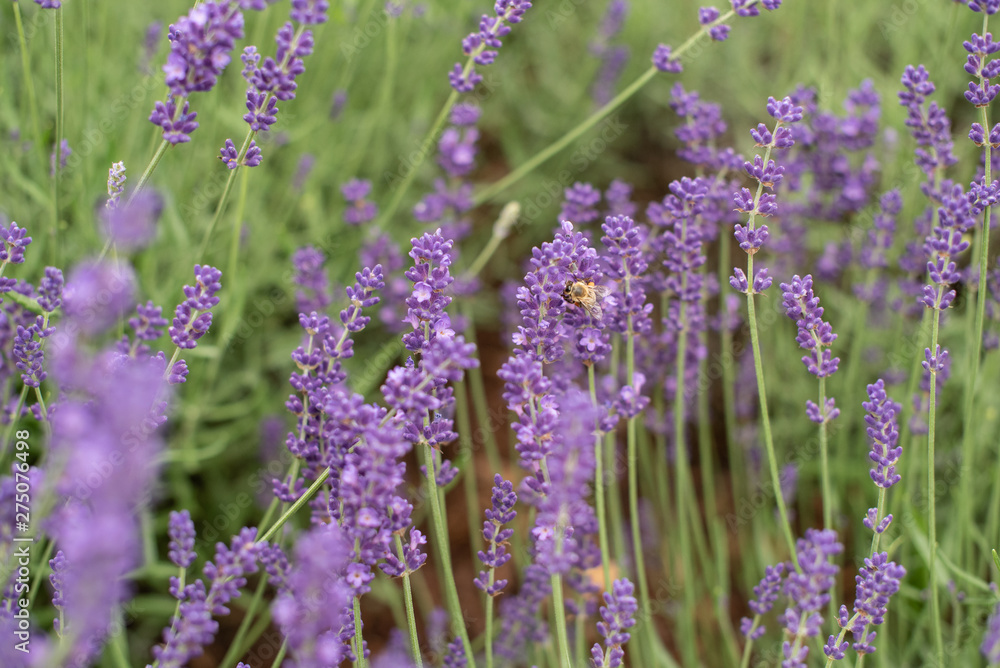 Naklejka premium Einzelne Biene auf Lavendelblüte von der Seite close up