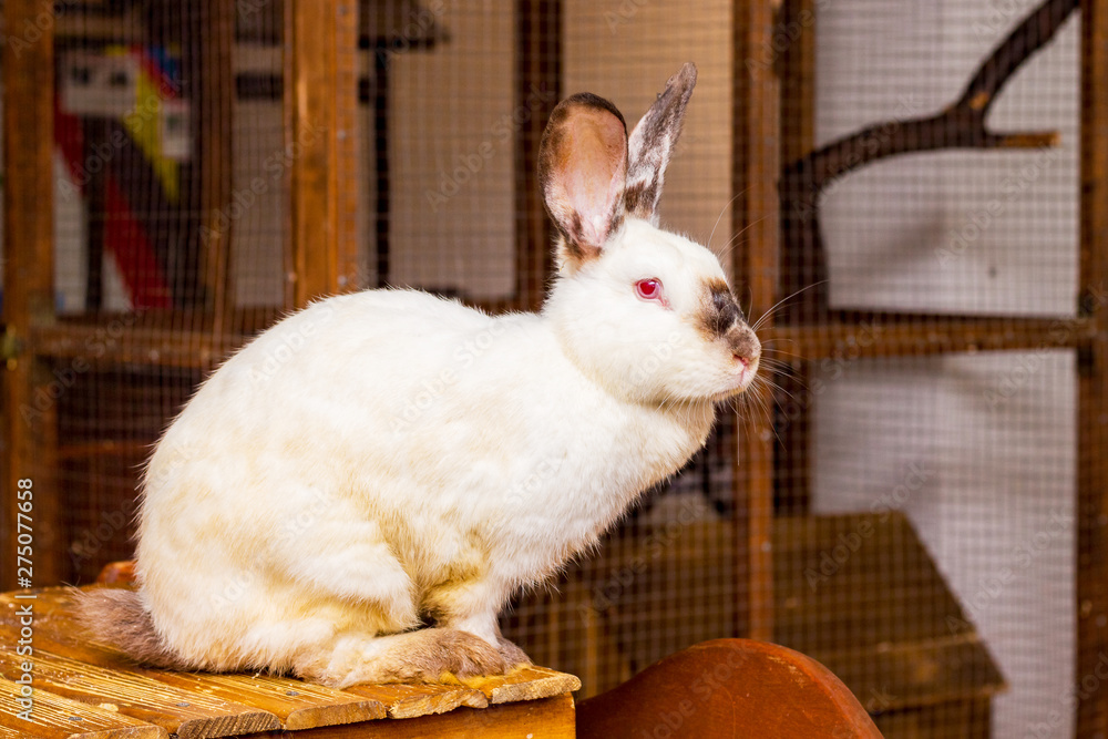Obraz premium California white rabbit sits on a wooden stand at the zoo_