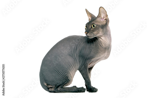 cat a sphinx on a white background in studio isolate