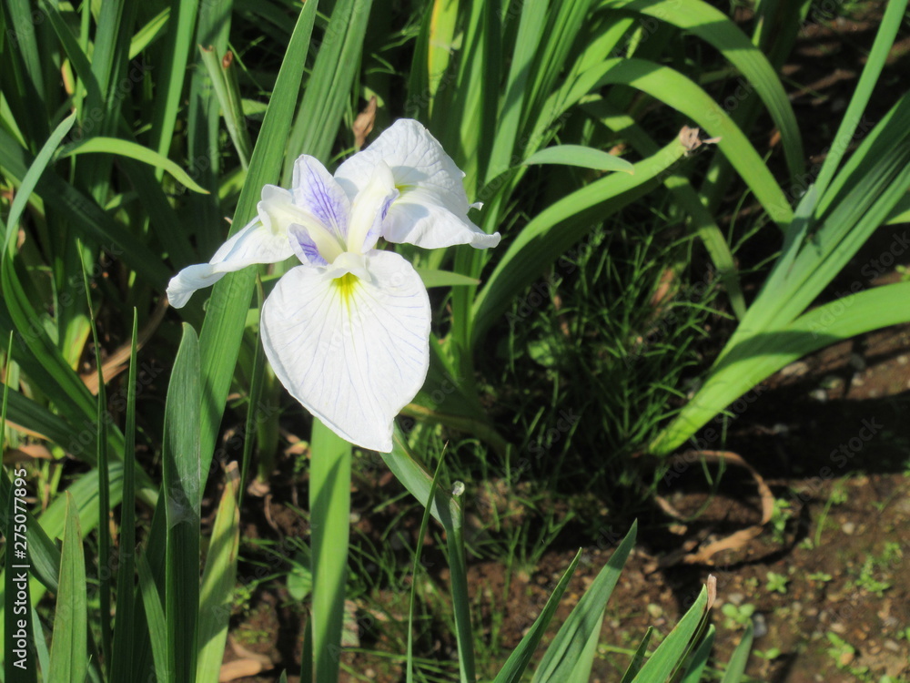 Obraz premium Japanese Iris