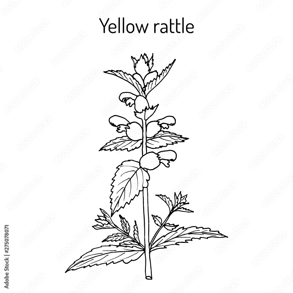 Fototapeta premium Little yellow rattle Rhinanthus minor , medicinal plant