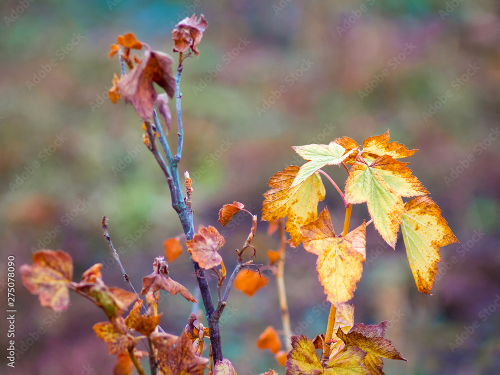 Branches of currant with multicolored leaves in autumn. Autumn leaves_ Branches of currant with multicolored leaves in autumn. Autumn leaves_