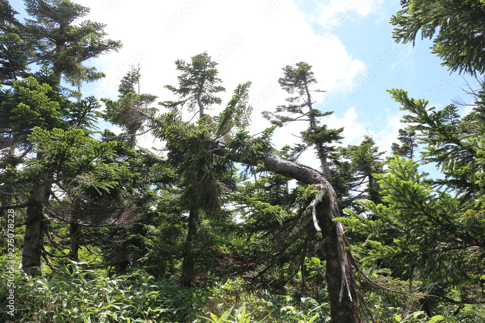 Fototapeta premium 倒木