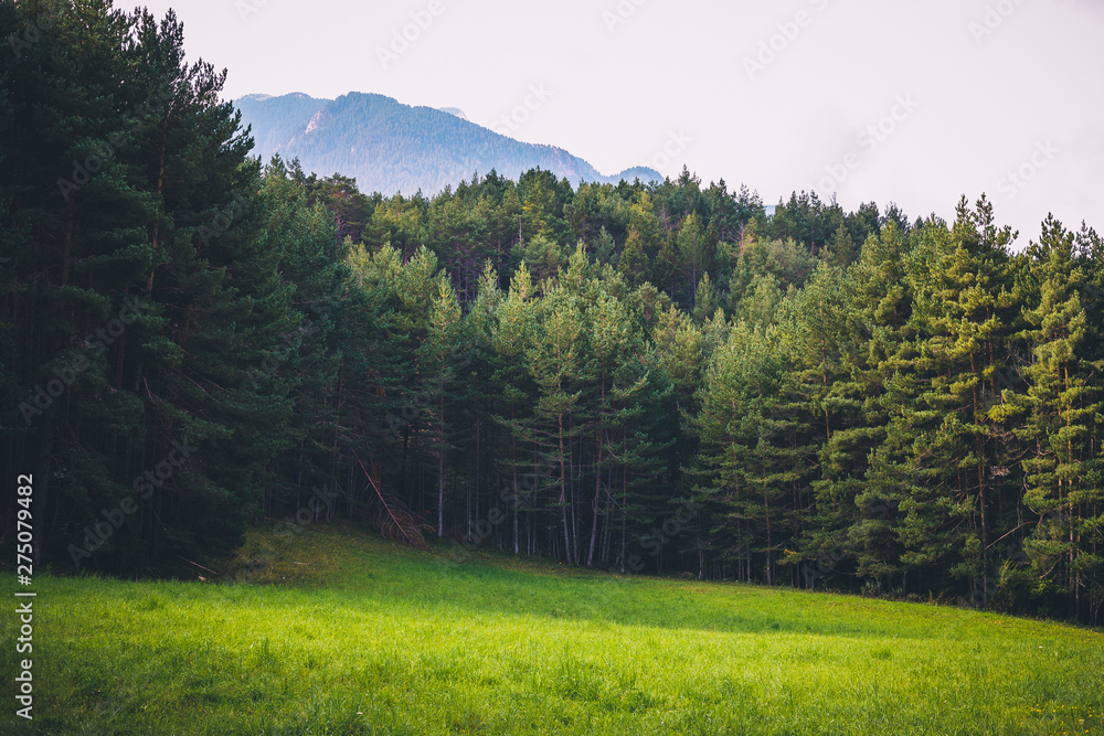 Sunny meadow surrounded by tall pine trees and clear sky in spain Sunny meadow surrounded by tall pine trees and clear sky in spain
