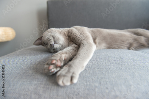 Lovely kitten sleeping on bed.