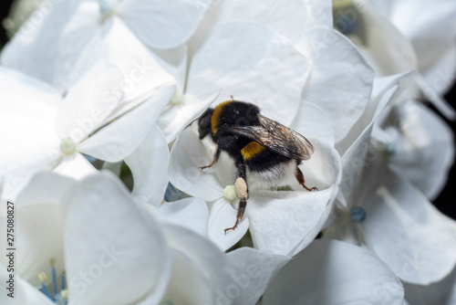 Bombus looking for pollen inside Hydrangea flowers