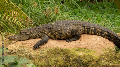 Freigestelltes Beulenkrokodil auf einem Stein in der Seitenansicht vor gruener Vegetation