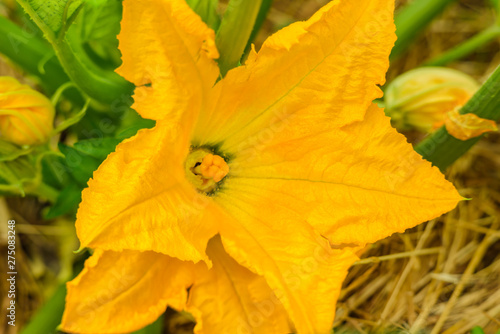 Large yellow flower of the zucchini