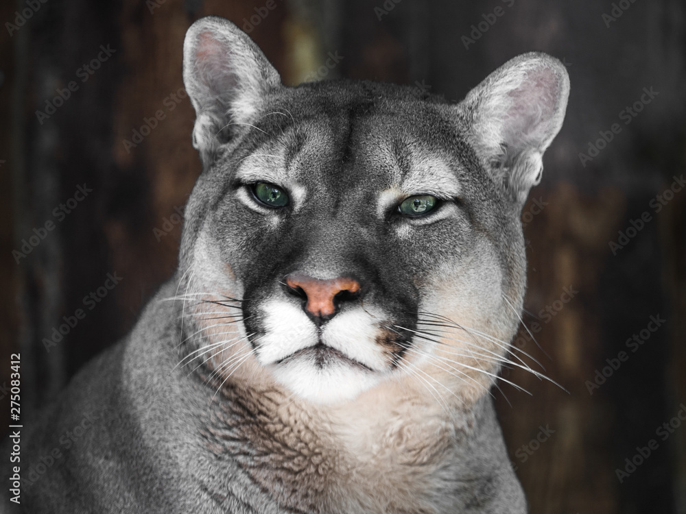 Obraz premium Portrait of a mountain lion in Siberian zoo. Beautiful cat with green eyes.
