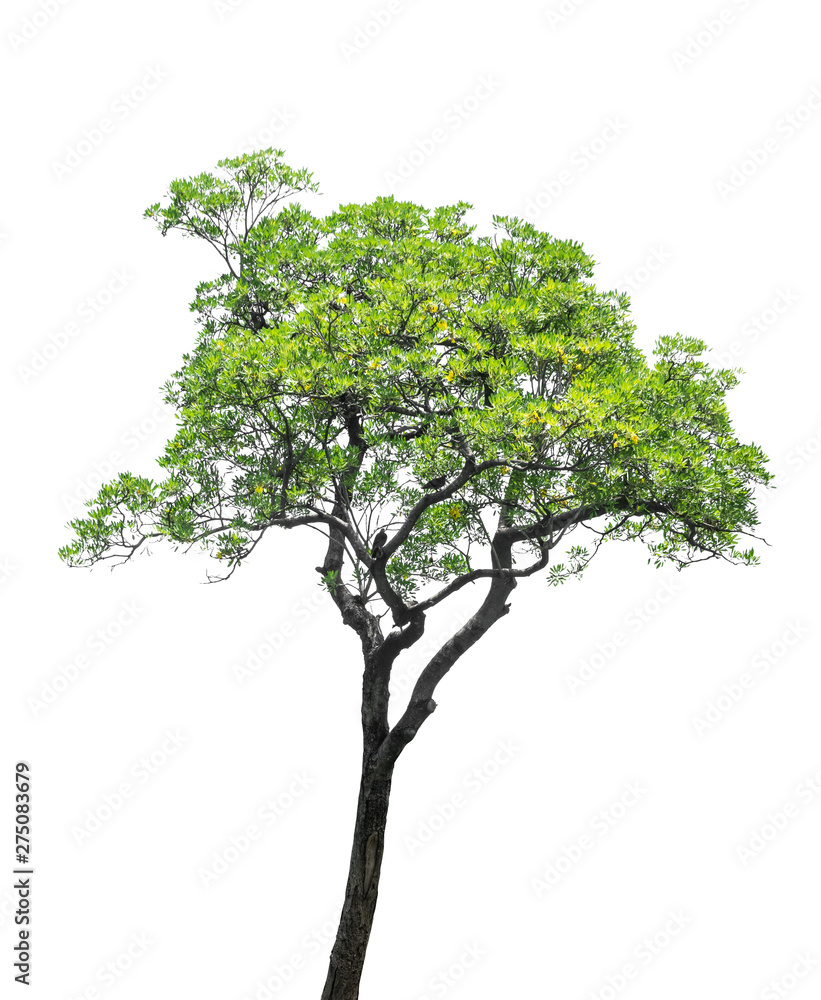Tree isolate on a white