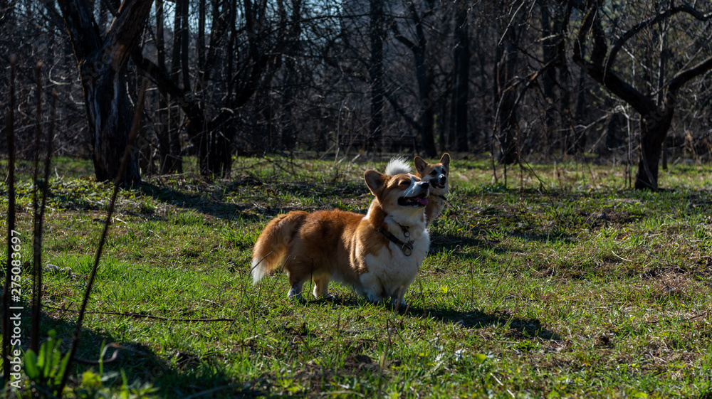 dog in the grass dog in the grass