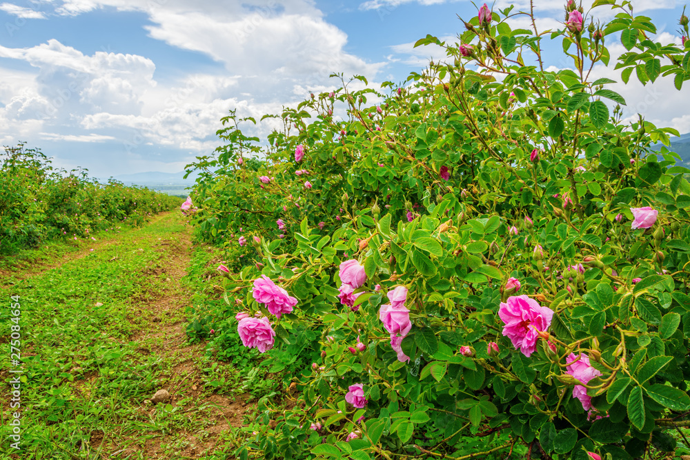 Bulgarian rose valley near Kazanlak. Rose Damascena fields for rose oil production. Bulgarian rose valley near Kazanlak. Rose Damascena fields for rose oil production.