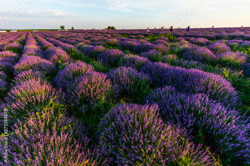 Fototapeta Naklejka Na Ścianę i Meble -  Sunset on the lavender fields in Moldova