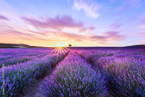 Lavender purple field with beautiful sunset and lines