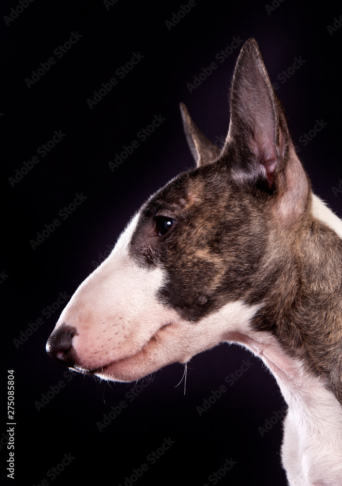 Dog breed mini bull terrier portrait on a black background in profile Dog breed mini bull terrier portrait on a black background in profile