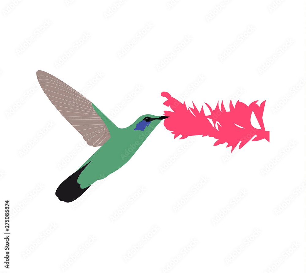 bird in flight colibri