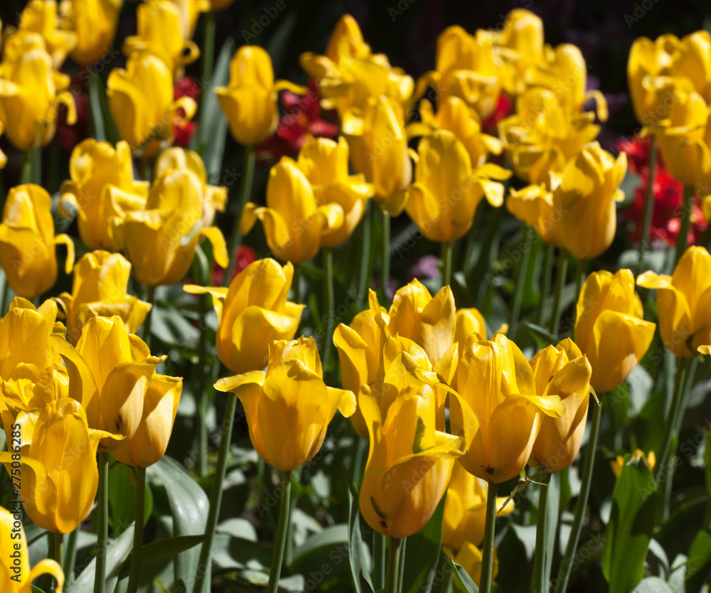 .Lots of yellow tulips. Natural floral background. .Lots of yellow tulips. Natural floral background.