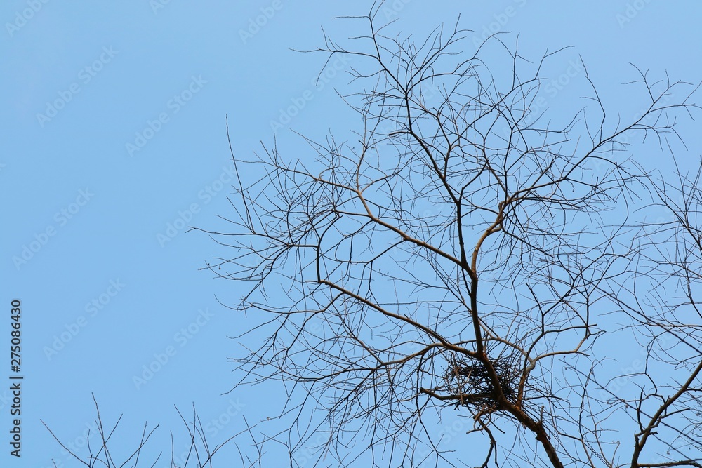 Naked branches of a big tree against clear blue sky in spring time. Nature background concept. Naked branches of a big tree against clear blue sky in spring time. Nature background concept.