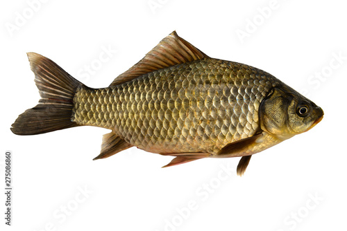 Pattern of crucian on a white background. Isolate