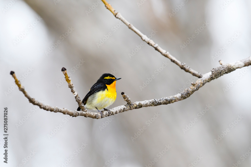 キビタキ雄(Narcissus Flycatcher) キビタキ雄(Narcissus Flycatcher)
