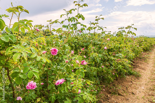 Bulgarian rose valley near Kazanlak. Rose Damascena fields for rose oil production.