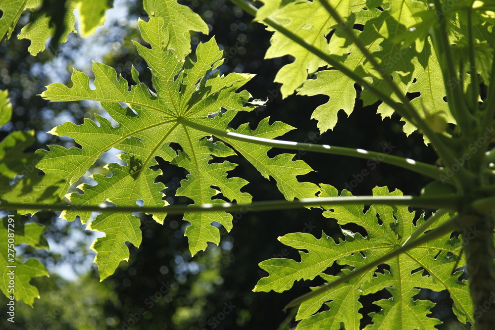 green leaves of tree green leaves of tree