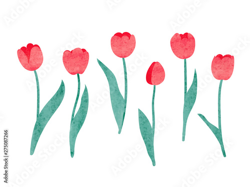 Set of watercolor tulip. Vector illustration. #275087266
