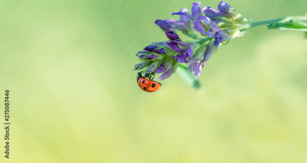 Mariechenkäfer hängt an einer Blume und sucht nach Nahrung Mariechenkäfer hängt an einer Blume und sucht nach Nahrung