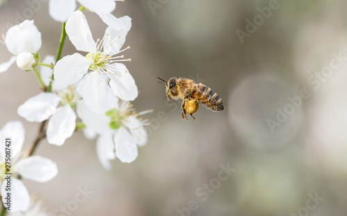 Honigbiene im Flug auf der Suche nach einer neuen Blüte in Berlin Deutschland