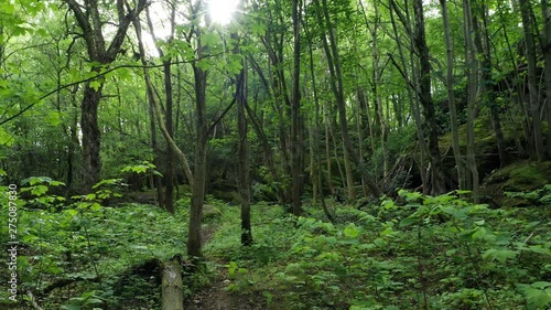 Cinematic Pull Back Shot of Green Thick Forest in Scandiavian Park on Spring Day photo