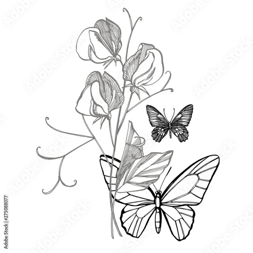 Sweet pea flowers drawing and sketch with line-art on white backgrounds. Floral pattern with flowers of sweet peas. Elegant the template for fabric  paper  postcard. Butterfly.