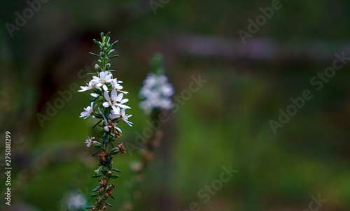 White flower with natural blurred background