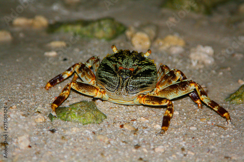 Maldives crab walking at night in the sand
