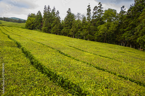 Unique tea plantations on Sao Miguel island  Azores archipelago
