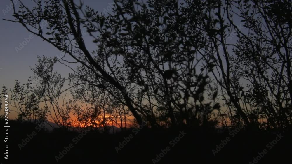 Handheld, tracking right, medium wide shot of the silhouette of trees with the sunset in the background. Handheld, tracking right, medium wide shot of the silhouette of trees with the sunset in the background.