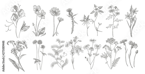 Collection of hand drawn flowers and herbs. Botanical plant illustration. Vintage medicinal herbs sketch set of ink hand drawn medical herbs and plants sketch.
