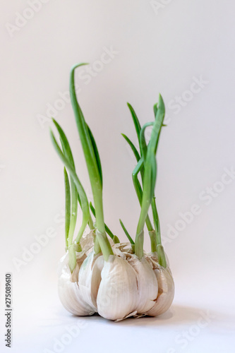 Head of garlic with green sprouts