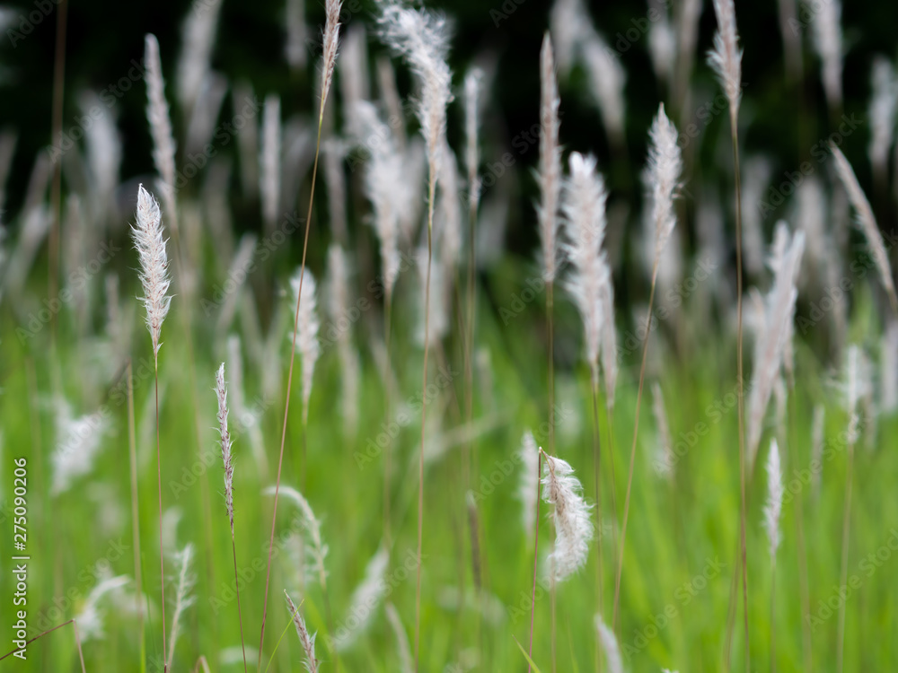 White grass flowers in green pastures, black background White grass flowers in green pastures, black background