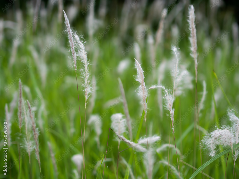 White grass flowers in green pastures, black background White grass flowers in green pastures, black background