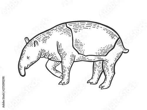 Tapir animal sketch engraving vector illustration. Scratch board style imitation. Hand drawn image.