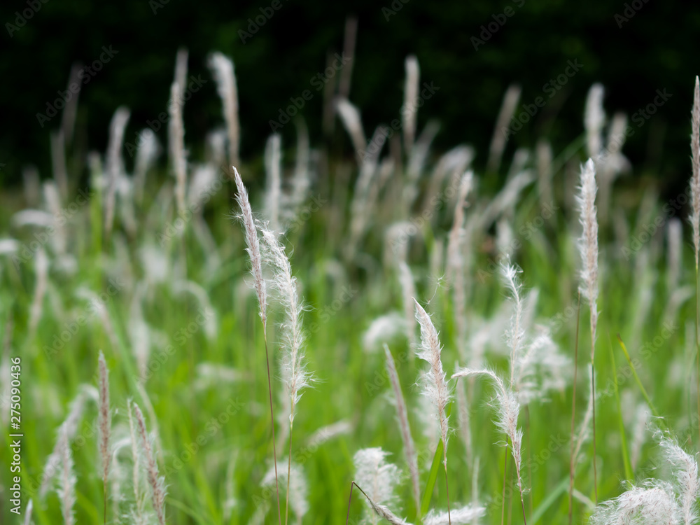 White grass flowers in green pastures, black background