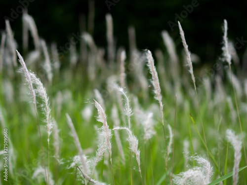 grass with dew