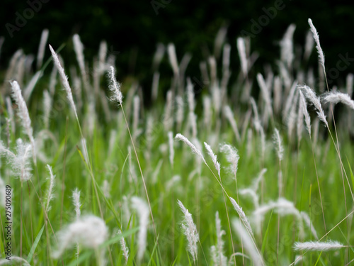 green grass with water drops